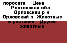 поросята  › Цена ­ 3 000 - Ростовская обл., Орловский р-н, Орловский п. Животные и растения » Другие животные   